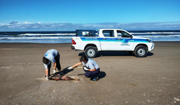 Imagen de Costa Atlántica: contaminación, pesca incidental y comportamiento de la gente, los ejes críticos del balance 2023 de la Fundación Mundo Marino