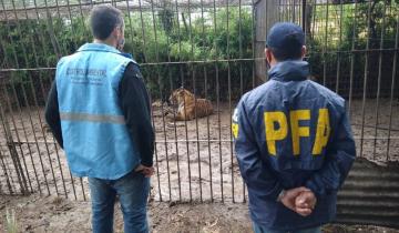 Imagen de Balcarce: piden que se juzgue en debate oral al hombre que tenía 319 animales silvestres en un campo