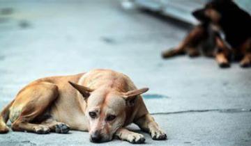 Imagen de Denuncian a un hombre que mata perros con una escopeta