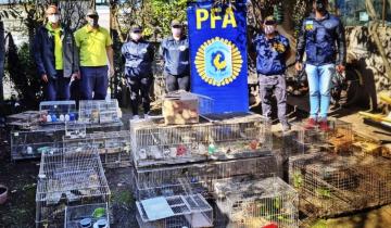 Imagen de Mar del Plata: rescatan un centenar de aves que se vendían ilegalmente en Facebook