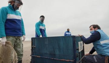 Imagen de Liberaron tres lobos marinos tras ser rescatados en estado de desnutrición y deshidratación