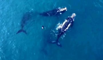 Imagen de Mar del Plata: un drone capturó fascinantes imágenes de ballenas frente a la costa