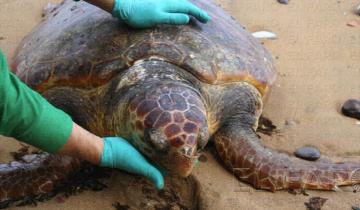 Imagen de Encontraron una tortuga boba muerta en las playas de Mar del Plata