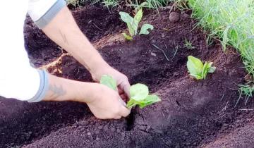 Imagen de Dolores: con el apoyo de una ONG, crece el proyecto de la huerta orgánica en la Unidad Penitenciaria Nº 6