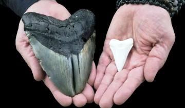 Imagen de Mar de Ajó: hallan el diente de un tiburón prehistórico gigante