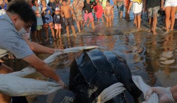 Imagen de Partido de La Costa: en una semana aparecieron siete tortugas laúd muertas en distintas playas y se investigan las causas
