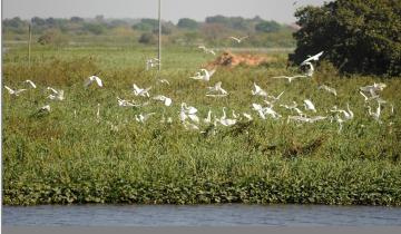 Imagen de Confirman caso de influenza aviar “de alta patogenicidad” en General Madariaga
