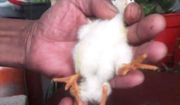 Imagen de ¡Insólito! En Dolores nació un pollo con 4 patas