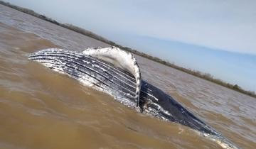 Imagen de Hallaron muerta a una ballena jorobada en el Río de la Plata