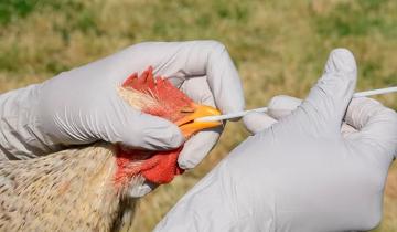 Imagen de La Provincia: detectan nuevos casos y ya son siete los  municipios bonaerenses alcanzados por la gripe aviar
