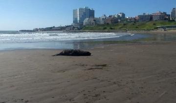 Imagen de Apareció muerto un lobo marino gigante en Mar del Plata