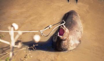 Imagen de Devolvieron al mar al elefante marino que estaba atrapado en un canal de Lezama