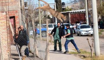 Imagen de Un puma apareció entre las casas de un barrio