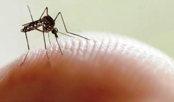 Imagen de Invasión de mosquitos en la Costa Atlántica: los motivos y las medidas de cuidado
