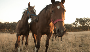 Imagen de Detectan un caso nuevo de encefalomielitis equina en General Lavalle