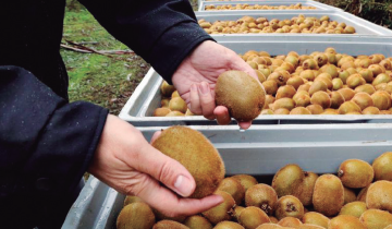 Imagen de Miramar: una cooperativa de productores de kiwi marcó un hito exportador para Argentina