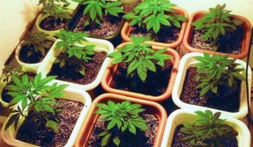 Imagen de Desde hoy está abierto el registro para cultivo de cannabis medicinal