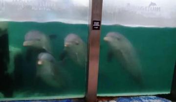 Imagen de Mar del Plata: polémica por un presunto abandono de los animales del Aquarium
