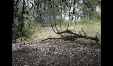 Imagen de Una fuerte tormenta ocasionó varios trastornos en Villa Gesell