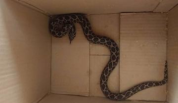 Imagen de Susto en Villa Gesell: encontraron una serpiente en una escuela primaria