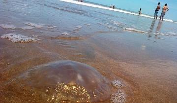 Imagen de Costa Atlántica: se registró la temperatura más alta en la superficie del mar y llegarán las aguas vivas