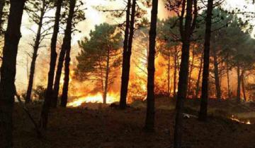 Imagen de Alerta ante el peligro de incendios forestales en la región