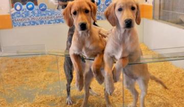 Imagen de Prohíben la exhibición de mascotas en vidrieras de Mar del Plata