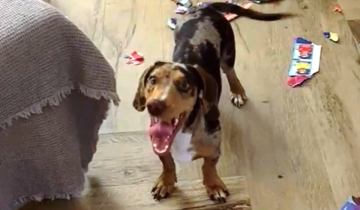 Imagen de “¿Te parece bien lo que hiciste?”: solo le faltaban 20 figuritas para completar el álbum del Mundial y su perrita lo destrozó