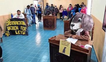 Imagen de Una concejala sesionó vestida de perro para reclamar por una ordenanza de castración masiva