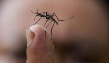 Imagen de Provincia de Buenos Aires: el ministerio de Salud bonaerense emitió un alerta por posible brote de Fiebre Chikungunya