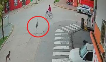 Imagen de Insólito accidente: un ñandú a toda velocidad chocó a una ciclista