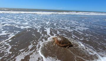 Imagen de San Clemente: regresaron al mar una tortuga cabezona de 59 kilos que quedó atrapada en redes de pesca