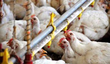 Imagen de La Región: detectan un caso de gripe aviar en Ranchos y el gobierno suspende parcialmente las exportaciones