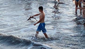 Imagen de Santa Teresita: la fauna marina volvió a ser víctima del maltrato de algunos bañistas