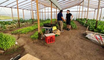 Imagen de Castelli: así es la iniciativa municipal para producir verduras y frutas a bajo costo para el distrito