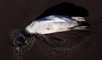 Imagen de Hallan siete pingüinos patagónicos muertos en Villa Gesell