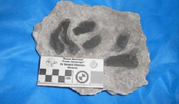 Imagen de Histórico: encuentran cientos de huellas fósiles de animales en Miramar