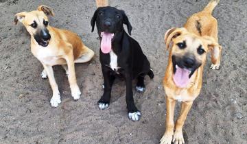 Imagen de Día del Animal: por qué se celebra hoy 29 de abril en Argentina