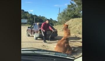 Imagen de Arrastró un caballo con su auto hasta que el animal se desplomó