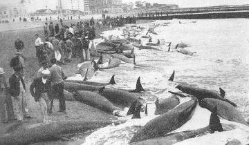 Imagen de El día que más de 800 orcas salieron a morir a la playa de Mar del Plata