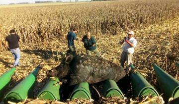 Imagen de Cosechaban maíz y se les cruzó un chancho jabalí gigante