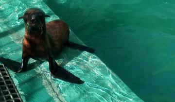 Imagen de “Peque” vuelve al mar: un lobo marino rehabilitado en Mar del Plata regresa a su hábitat