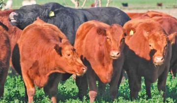 Imagen de Se realizará un remate de toros de alta calidad en Dolores