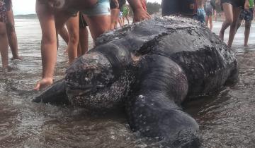 Imagen de Sorpresa en Mar de Ajó: apareció una tortuga gigante en la playa