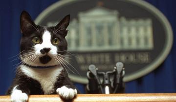 Imagen de Día Internacional del gato: por qué se celebra ¡tres! veces al año