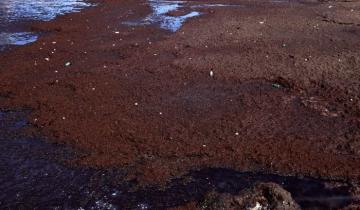 Imagen de Un manto de algas dejó inaccesible una playa del centro de Mar del Plata
