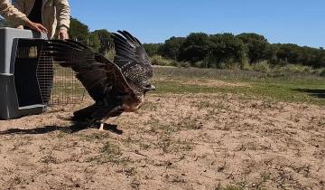 Imagen de Después de 3 meses de rehabilitación un águila mora volvió a su hábitat en San Clemente del Tuyú