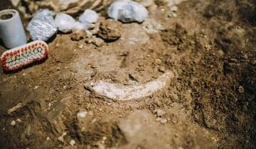 Imagen de Mar del Plata: dos niños encontraron restos de un gliptodonte de 5 millones de años en la playa