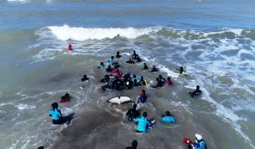 Imagen de Video: así rescataron a la última de las 7 orcas varadas en Mar Chiquita