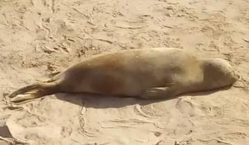 Imagen de Un elefante marino descansa en la costa de Mar del Plata